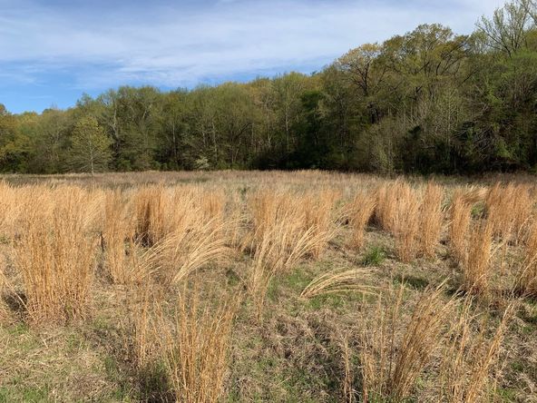 TBD Pleasant View Rd: TBD Pleasant View Rd, Ozark, AR 72949